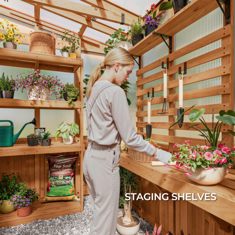Talent shot of Greenhouse interior with wooden staging shelves filled with plants and gardening tools.